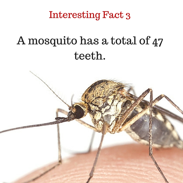 Interesting Fact 3