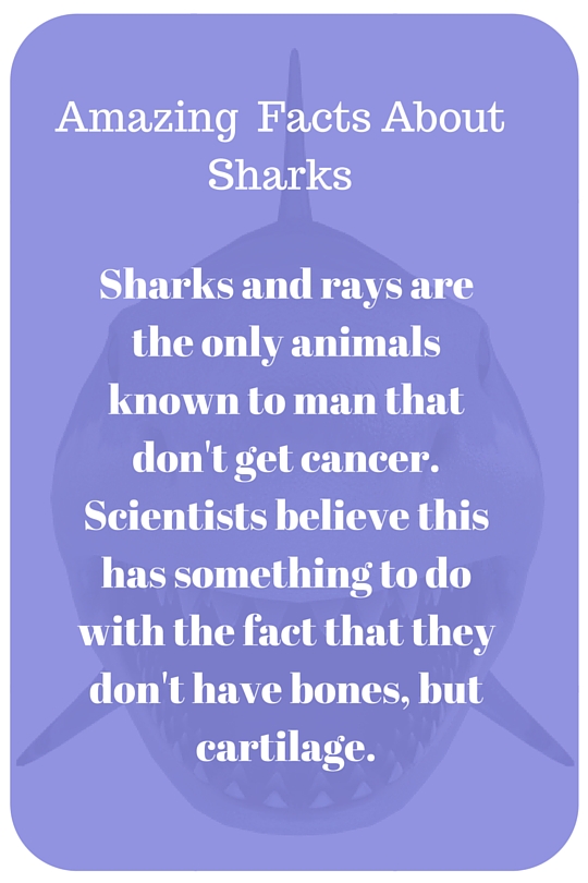 Amazing Facts About Sharks