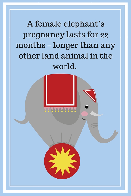 Interesting Facts About Elephants