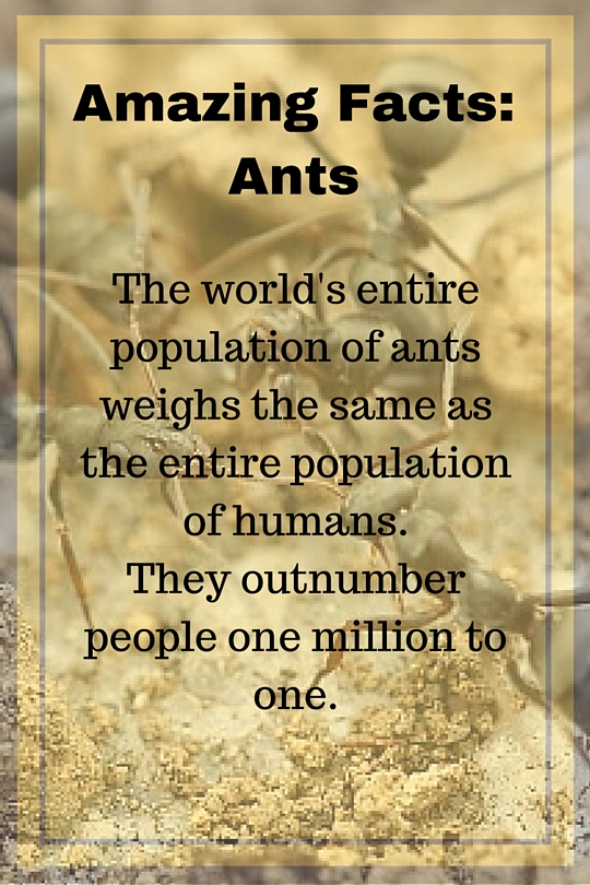 Amazing Facts_ Ants