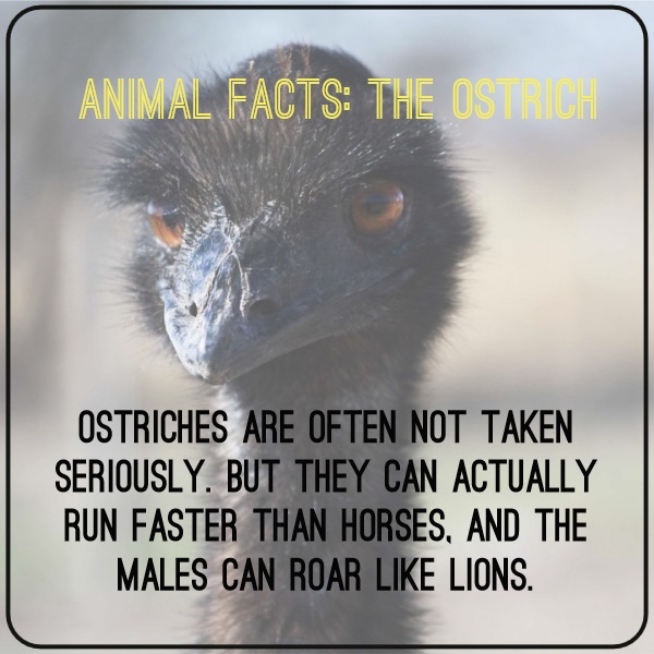 Animal Facts The Ostrich